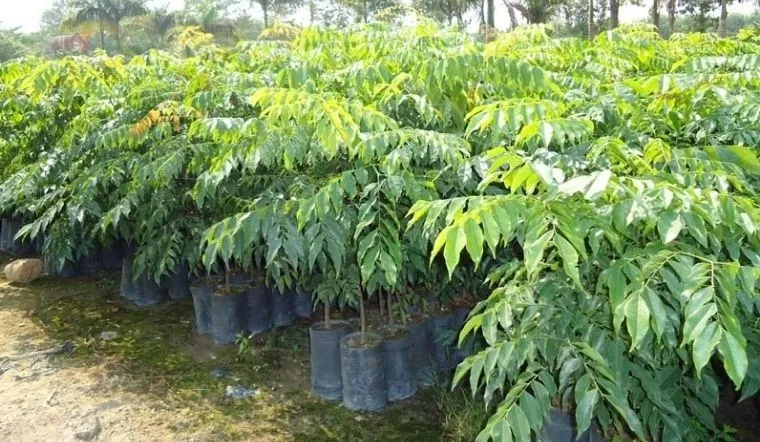 Cây sưa đỏ có hoa màu trắng tinh khôi nở vào mùa xuân, tán lá xanh mát quanh năm, tạo nên vẻ đẹp sang trọng.