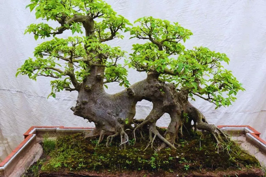 Cây sung bonsai được tạo hình độc đáo, thể hiện sự sung túc trước cổng nhà