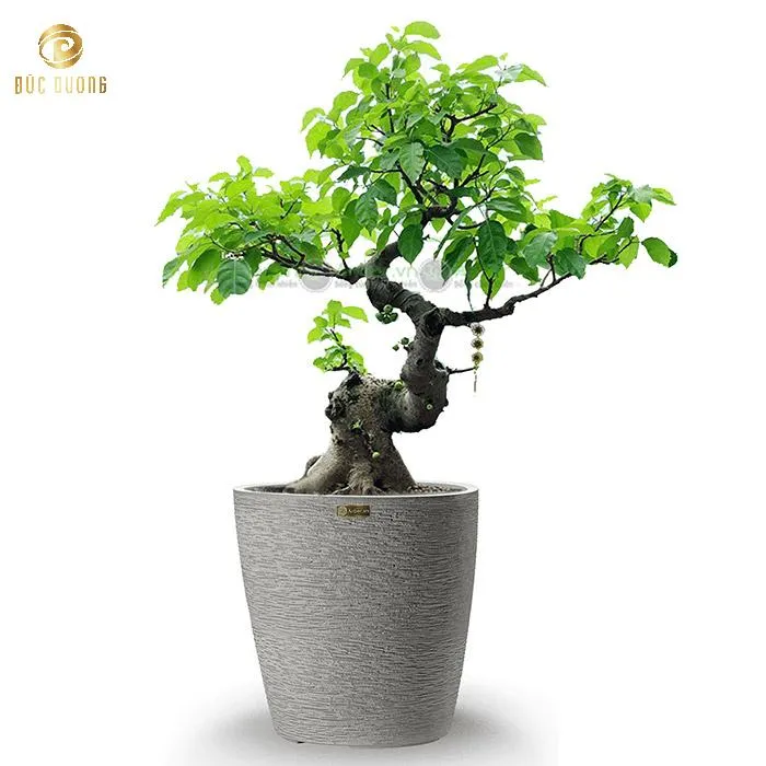 Cây Sung bonsai được trồng trước ban công phòng thờ tượng trưng cho sự sung túc, thịnh vượng