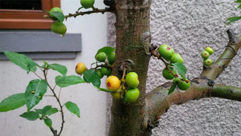 Cây sung bonsai được trồng và chăm sóc đúng chuẩn