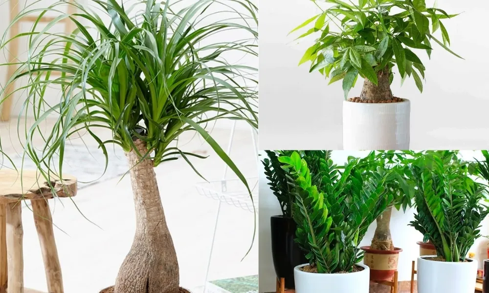 Cây sung bonsai mini mang ý nghĩa sung túc và cần được đưa ra ánh sáng nhẹ định kỳ.