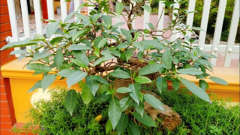 Cây sung bonsai sai quả, biểu tượng của sự sung túc và thịnh vượng