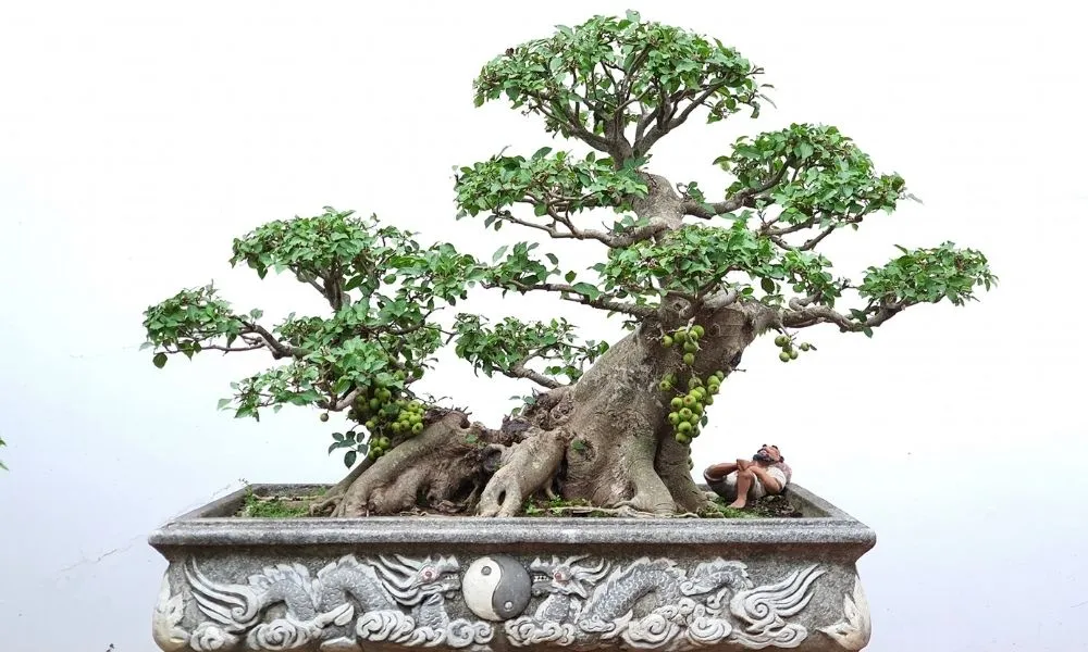 Cây sung cảnh bonsai đại diện cho sự sung túc và phúc lộc trong gia đình