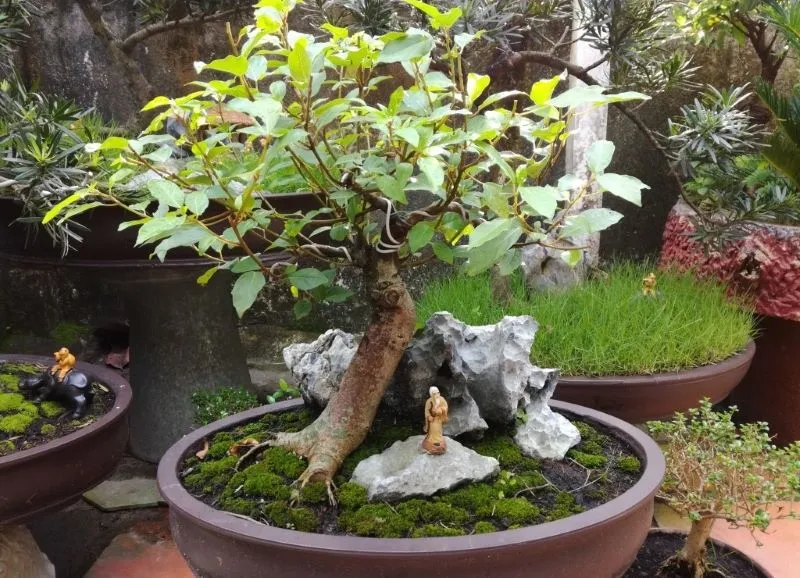 Cây sung cảnh là loại cây ưa nước và cần chế độ tưới hợp lý để phát triển