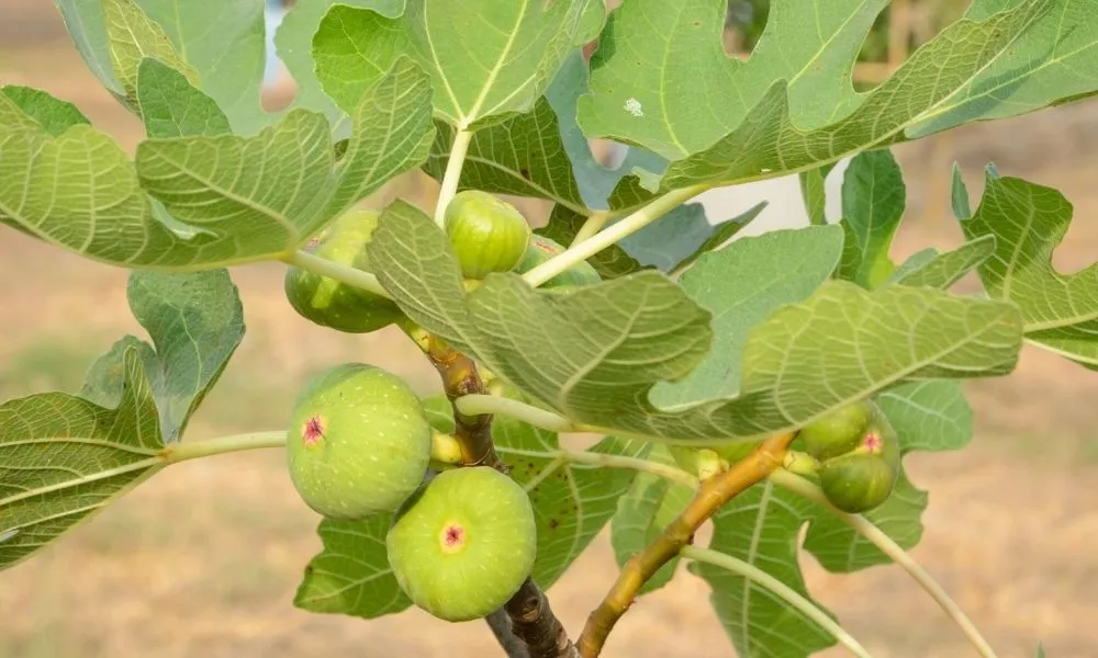 Cây sung cảnh Mỹ với quả hình dáng giống quả lê, có giá trị dinh dưỡng cao