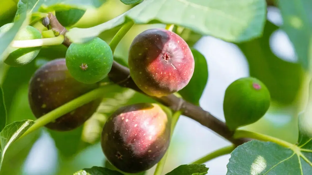 Cây sung cảnh với những chùm quả nhỏ, tròn xoe mọc sát thân, biểu tượng của sự sung túc, giàu có