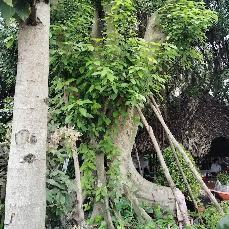 cây sung cổ thụ