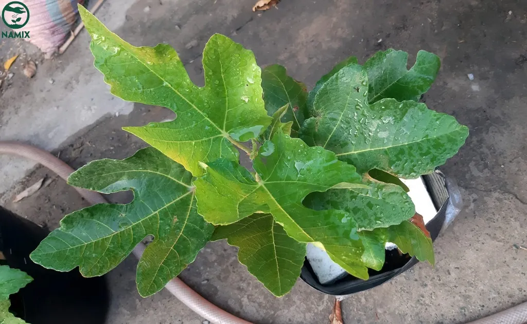 Cây sung Mỹ cần được tưới nước vừa đủ để phát triển khỏe mạnh, tránh héo lá