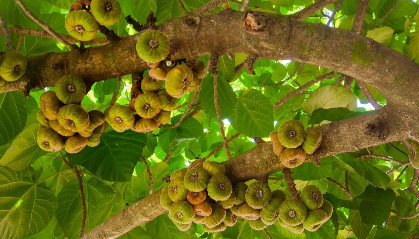 Cây sung Mỹ cho trái sai quả trĩu cành, thể hiện sự sung túc và thịnh vượng