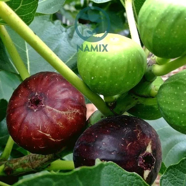 Cây sung Mỹ trồng chậu đang sai trĩu quả với tán lá xanh tốt