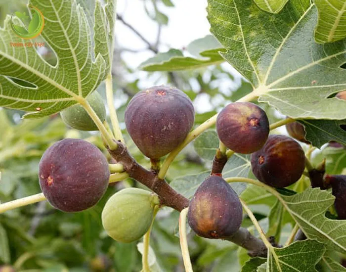 Cây Sung Mỹ trưởng thành với tán lá rộng và quả đang hình thành, minh họa cách trồng cây sung mỹ hiệu quả
