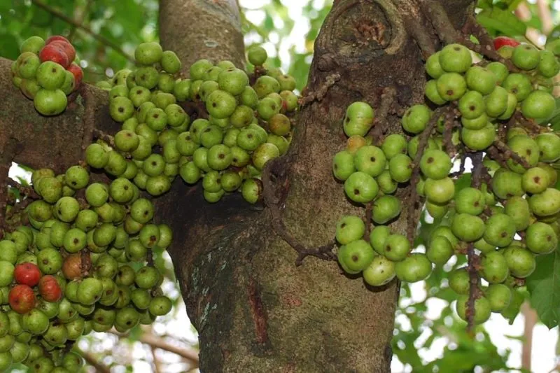 Cây Sung Thân Gỗ Cao Lớn, Biểu Tượng Của Sự Vững Chãi Và Phát Tài, Tối Ưu Cho Việc Xác Định có nên trồng cây sung trước nhà không