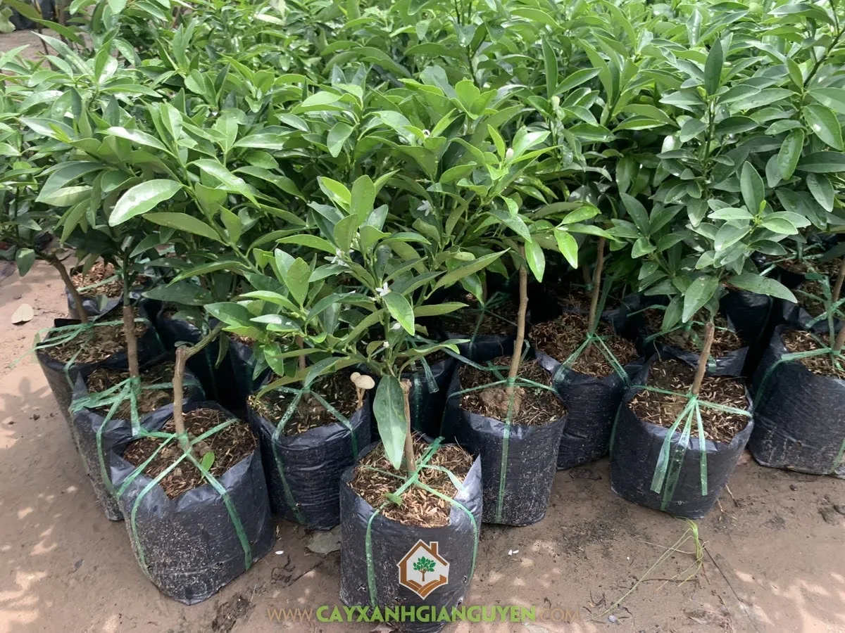 Cây Tắc Thái với trái đã chín và lá xanh đậm, minh họa cách trồng cây tắc thái thành công