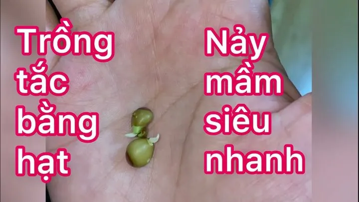 Cây tắc trĩu quả, phát triển khỏe mạnh nhờ việc áp dụng khoảng cách trồng cây tắc chuẩn và kỹ thuật chăm sóc tốt