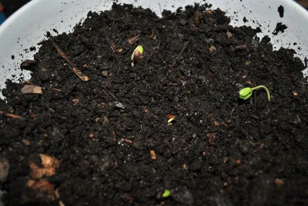 Cây táo con mới nảy mầm sau khi gieo hạt, cần ánh sáng đầy đủ để phát triển khỏe mạnh