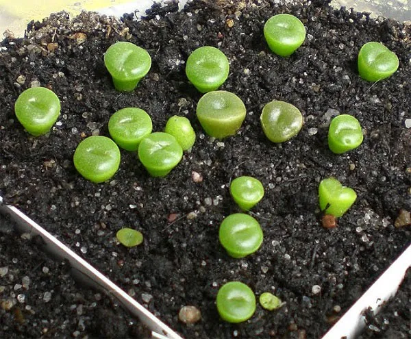 Cây Thạch Lan Mới Nảy Mầm Cần Tránh Nắng Gắt Và Mưa Lớn