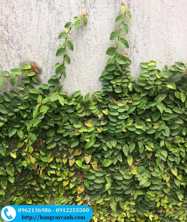 Cây thằn lằn bám tường đang phát triển, kỹ thuật trồng cây leo tường