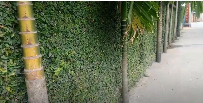 Cây thằn lằn bám tường phát triển mạnh mẽ dưới ánh sáng khuếch tán