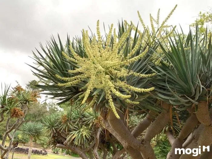 Cây Thần Tài Núi phù hợp với người thuộc các mệnh Mộc và Hỏa