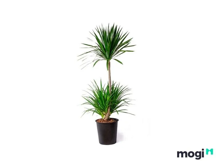 Cây Thần Tài Núi trưởng thành và nguồn gốc từ Maroc