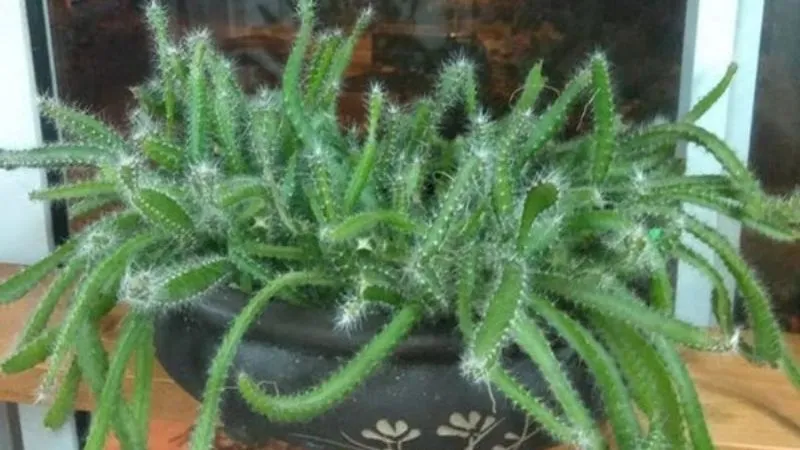 Cây thanh long là loại cây thuộc họ xương rồng với thân mình mảnh khảnh