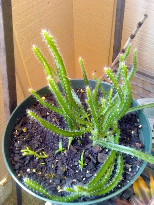 Cây thanh long non đã bắt đầu mọc nhiều và nảy nhánh