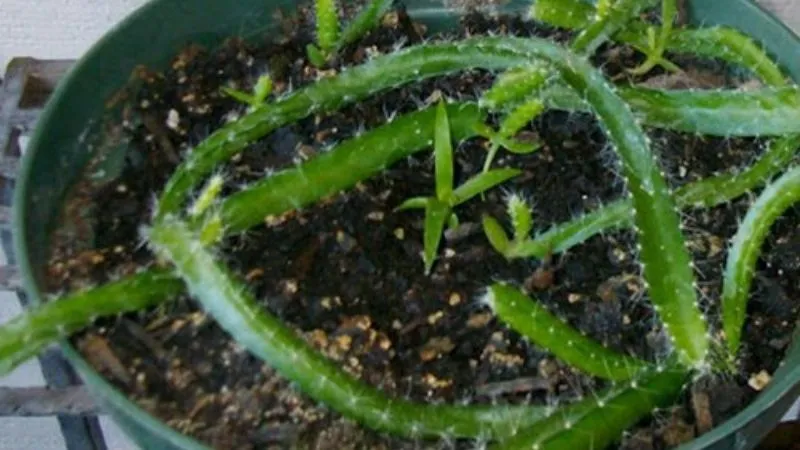 Cây thanh long non vừa nảy mầm từ hạt trong chậu kiểng