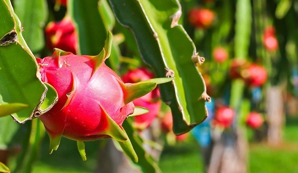 Kỹ Thuật Trồng Và Cách Chăm Sóc Cây Thanh Long Toàn Diện Từ A Đến Z