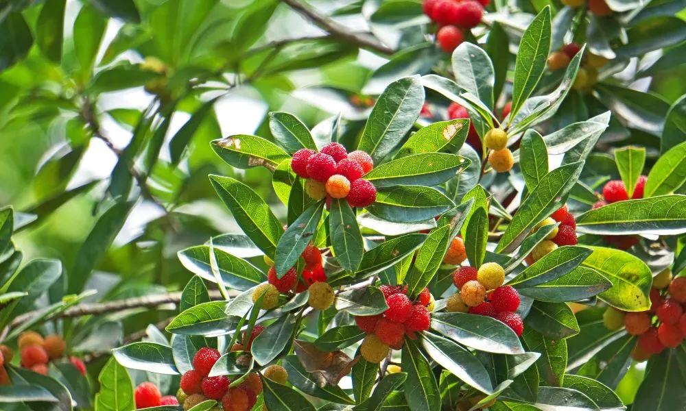 Cây thanh mai trưởng thành với tán lá rộng và quả chín đỏ mọng, minh họa cho cách trồng cây thanh mai thành công.