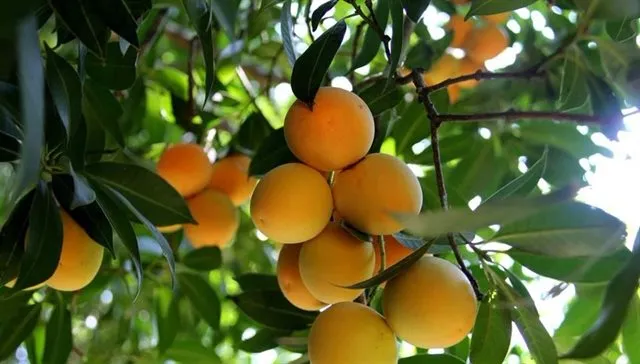 Cây thành trà mang lại giá trị kinh tế cao