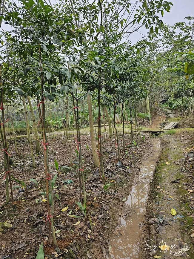 Cây thị thơm được trồng vừa làm cây ăn quả vừa làm cây bóng mát, cần biết cách trồng cây thị chuẩn