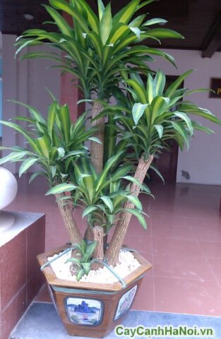 Cách Chăm Cây Hoa Lan Ra Hoa Đúng Kỹ Thuật Cho Người Mới Bắt Đầu