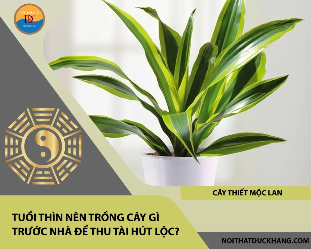 Cây Thiết Mộc Lan lớn, mang ý nghĩa may mắn và tăng trưởng, phù hợp với tuổi Giáp Thìn