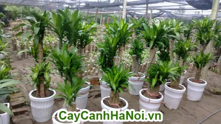 Cây thiết mộc lan phong thủy