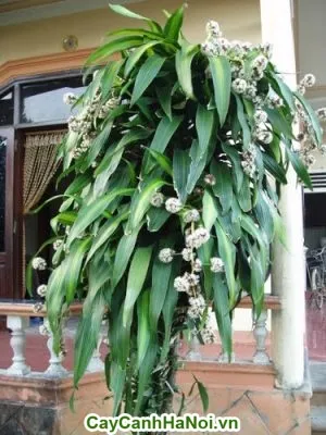 Cây thiết mộc lan ra hoa