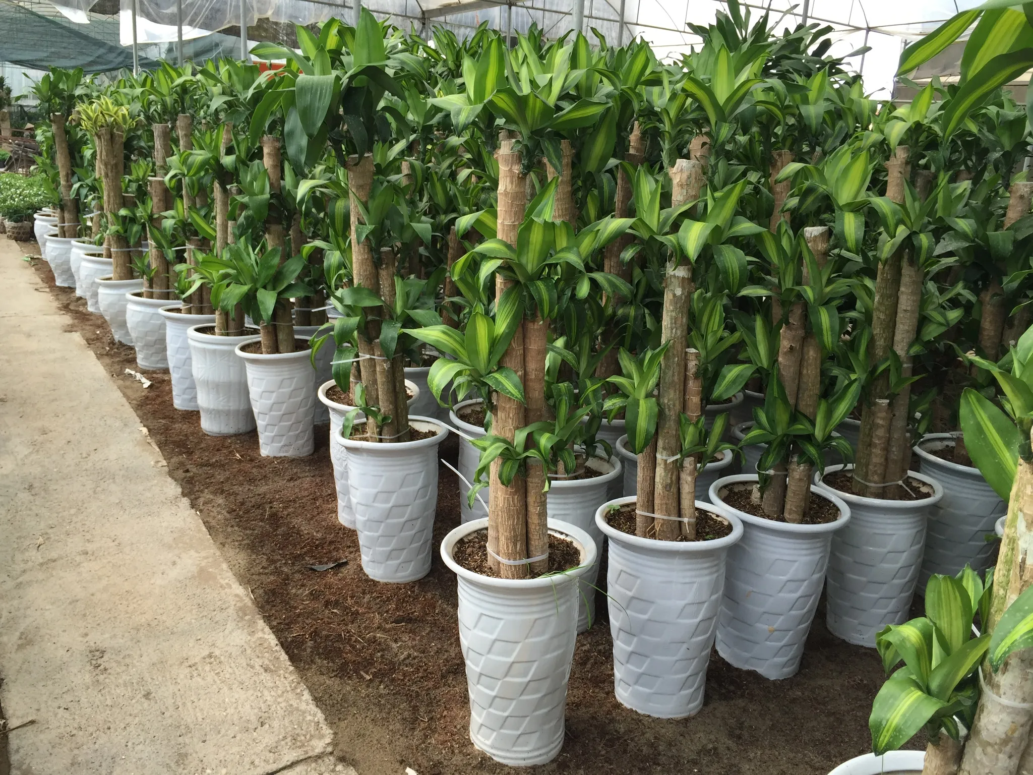 Cây Thiết Mộc Lan trồng trong chậu