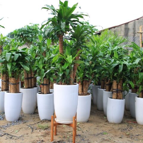 Cây Phong Thuỷ Nên Trồng Trước Nhà Hút Tài Lộc Vượng Khí