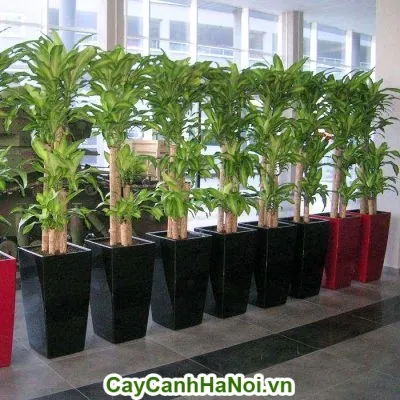 Cây thiết mộc lan