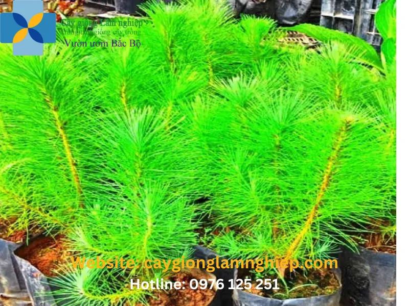 Cây thông cảnh giống đã được ươm trồng