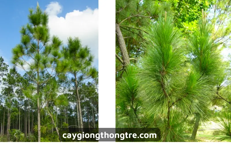 Cây Thông Caribe đang được chăm sóc với hệ thống tưới tiêu và điều kiện ánh sáng tối ưu