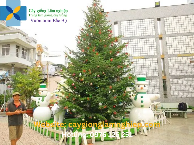 Cây thông Noel được trang trí làm cảnh