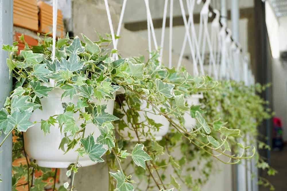 Hướng Dẫn Chi Tiết Cách Chăm Sóc Cây Thường Xuân Từ A Đến Z