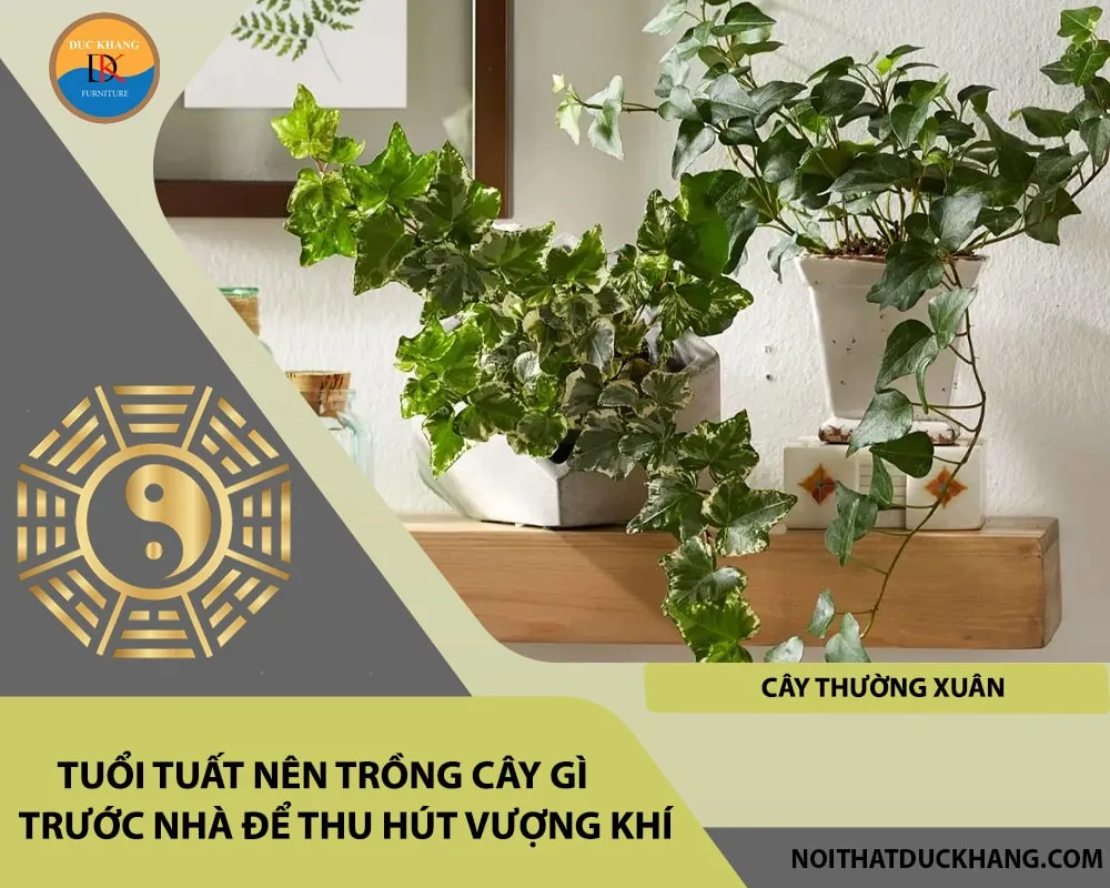 Cây thường xuân (dây leo) phù hợp cho người tuổi Tuất mệnh Thủy mang lại sự bình an.