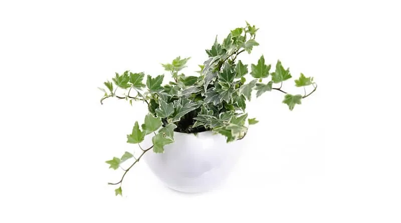 Cây Thường Xuân thân leo trong chậu treo, giải pháp xanh mát cho khu vực ban công ít nắng hoặc có lưới bảo vệ