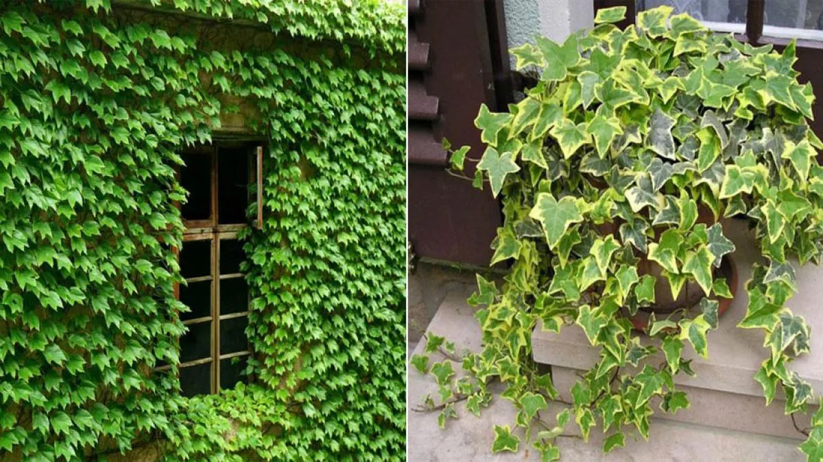 Cây Thường Xuân treo tường, một trong các loại cây cảnh nên trồng trong nhà có tác dụng xua đuổi tà khí