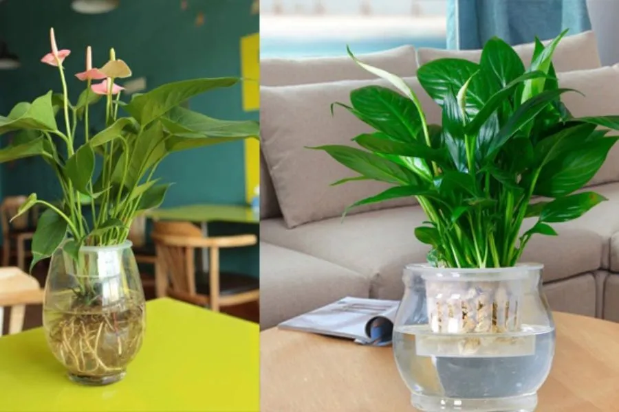 Cây thủy sinh: Sự thích nghi và phát triển trong môi trường nước