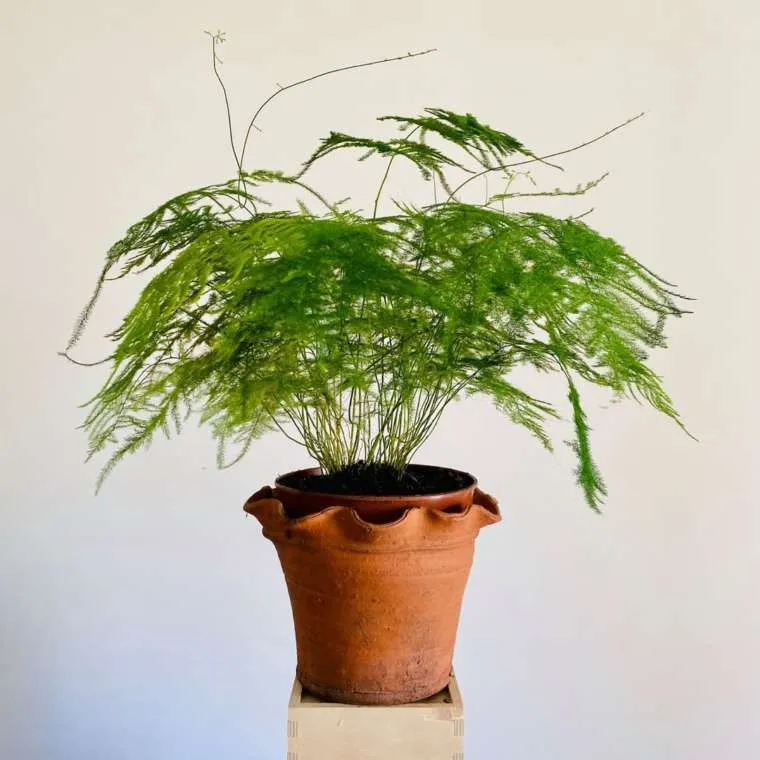 Cây thủy tùng không thích ánh nắng chói chang