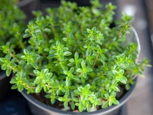 Cây Thyme (Cỏ Xạ Hương) đang phát triển xanh tốt