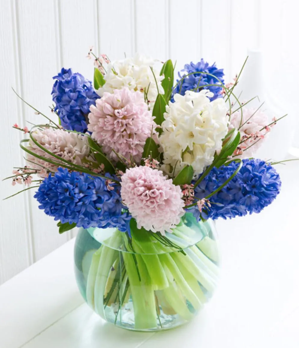 cây Tiên Ông là gì