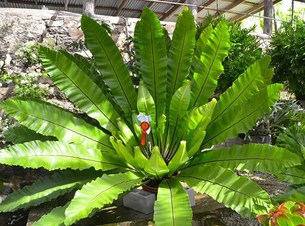 Cây tổ quạ ráng ổ phụng xanh tươi được trồng làm cảnh, minh họa cách trồng cây tổ quạ